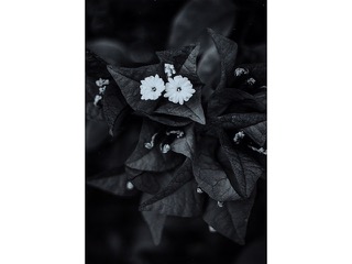 Anthropomorphic Sighting by Philippe Gross