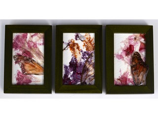 Divine Nature by Tonia Moreno