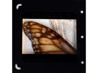 Wings by Tonia Moreno