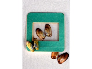 Flutter by Tonia Moreno