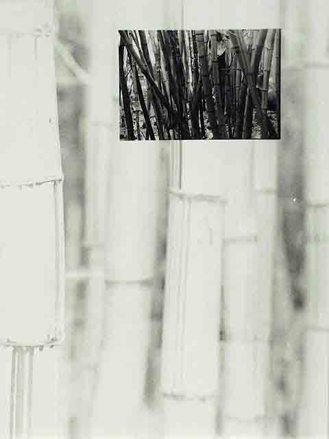 Soul of the Bamboo Whisperer by Chris  Mitts