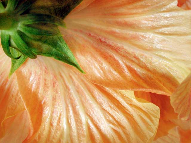 Double Hibiscus by Joan Dubanoski