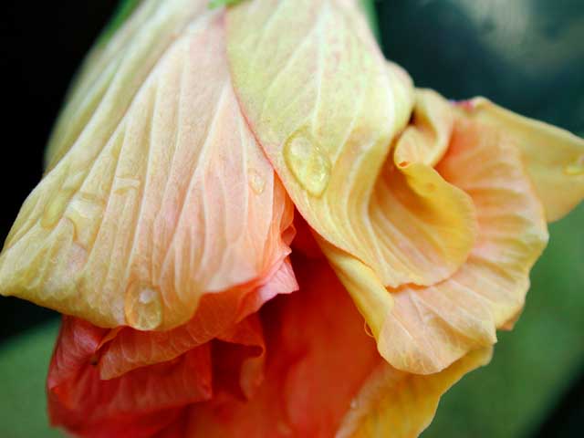 Hibiscus Bud by Joan Dubanoski