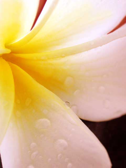 Plumeria by Joan Dubanoski