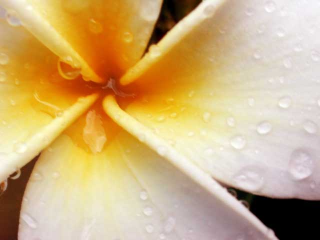 Plumeria Wheel by Joan Dubanoski