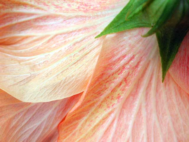 Pastel Hibiscus by Joan Dubanoski