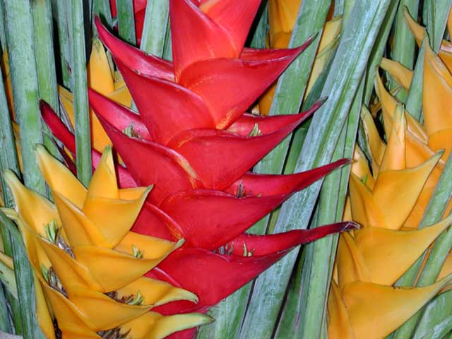 Heliconia in Chinatown by Joan Dubanoski