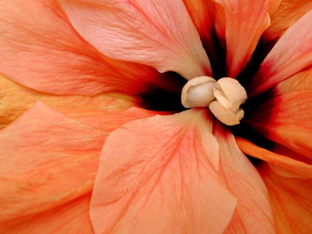 Hibiscus Center by Joan Dubanoski
