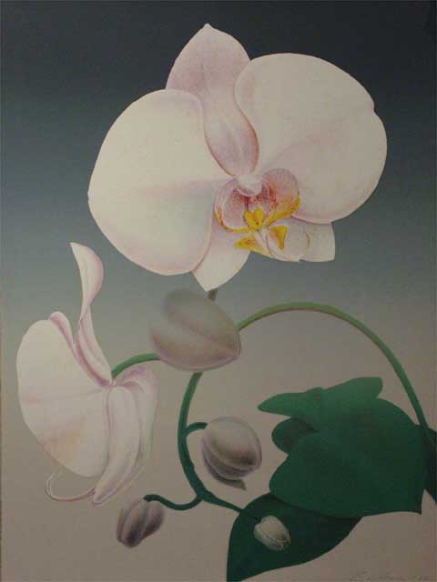 Phaleonopsis  by Ken Bushnell (1933-2020)