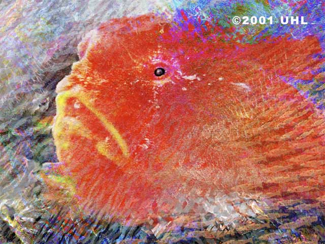 Big Red by Phil Uhl