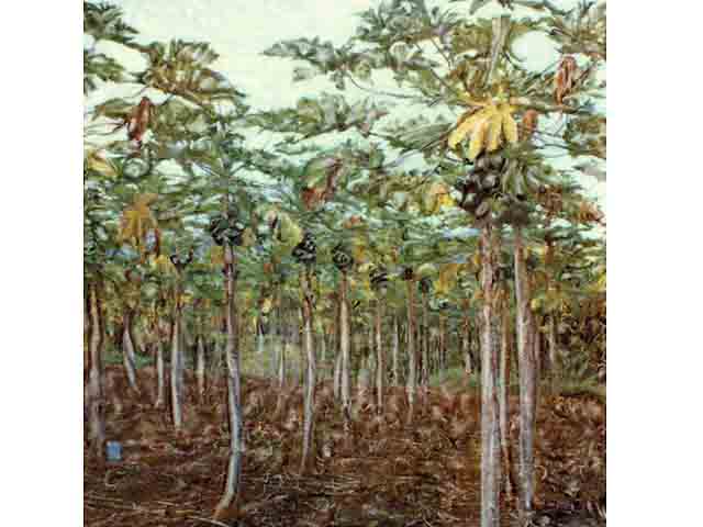 Papaya Fields by Marcia Duff