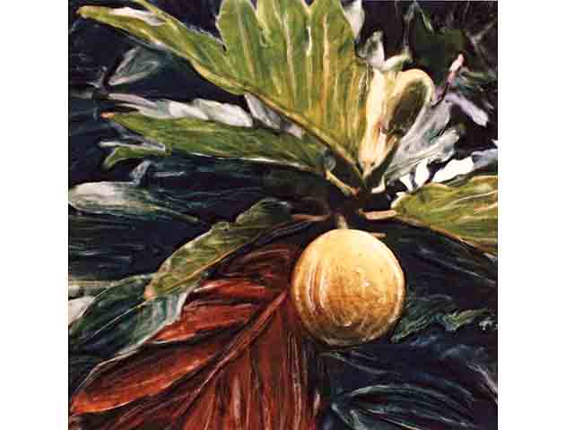 Breadfruit by Marcia Duff