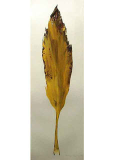 Ti Yellow 11 by Mary Mitsuda
