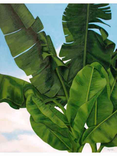 Banana Leaves by Terry Field