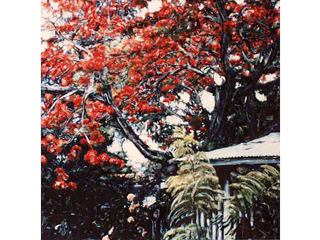 Royal Poinciana by Marcia Duff