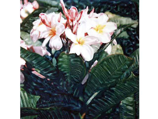 Pink Plumeria by Marcia Duff