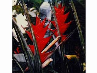 Red Heliconias by Marcia Duff
