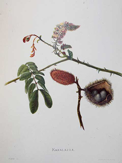 Kakalaioa 