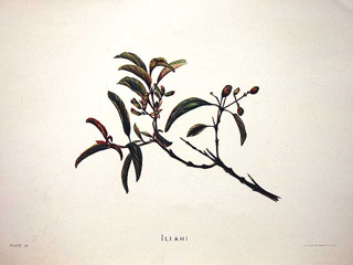Iliahi 
