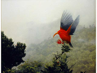 'I'iwi i Ka Noe by Michael Furuya