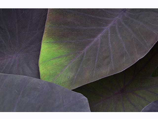 Black Taro Landscape by Bruce Behnke