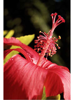 Hibiscus by Michael Horton