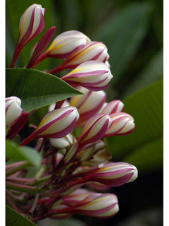 Plumeria by Michael Horton