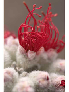 Ohia Bloom by Michael Horton