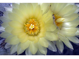 Cactus Flower by Michael Horton