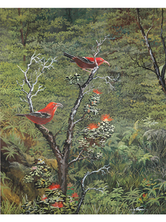 Iiwi by Norman Nagai