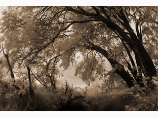 Road to Ka'ana by Joan  Cooke