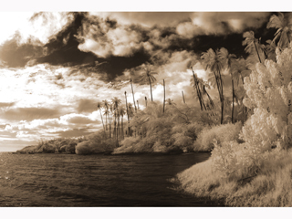 Palm Grove Shore by Joan  Cooke