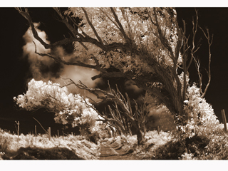 Road to Sacred Kukui Grove by Joan  Cooke