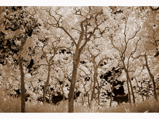 Sacred Kukui Groves by Joan  Cooke