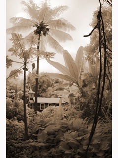 Halawa Road by Joan  Cooke