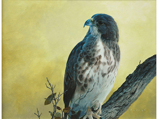 Perched 'Io by Michael Furuya