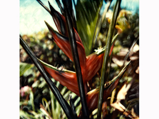 Waimea Red Heliconia #2 by Marcia Duff