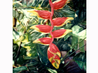 Waimea Red Heliconia #3 by Marcia Duff