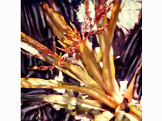 Orange Bromeliad Garden #1 by Marcia Duff