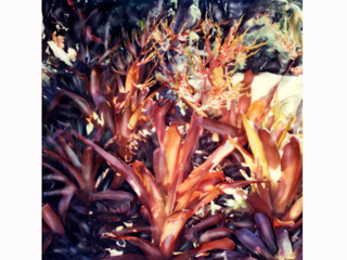 Orange Bromeliad Garden #2 by Marcia Duff