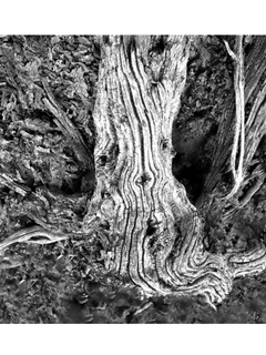 Old Withered Tree Trunk  by Chang-Jin Lee