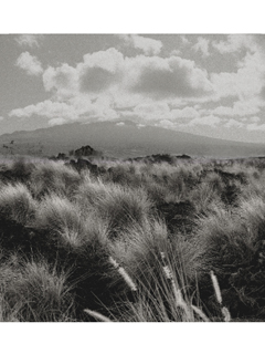 Weedy Landscape by Chang-Jin Lee