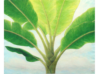 Banana Series VII by Mari Kuramochi