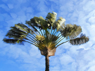 Travelers Palm by Donna Ruzicka