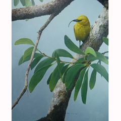 Akia Pola'au by Michael Furuya