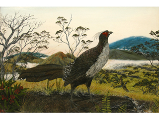 Pheasant 1 by David Hayes
