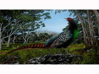 Pheasant 3 by David Hayes