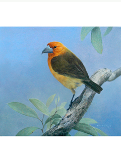 The Greater Koa Finch by Michael Furuya