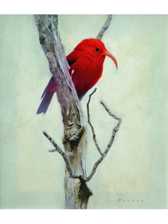'I'iwi Moment 2 by Michael Furuya