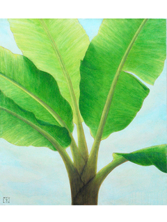 Shin's Banana Tree by Mari Kuramochi